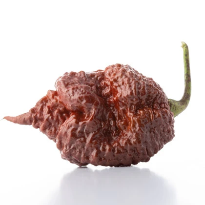 Chilli Carolina Reaper Chocolate - Capsicum chinense - semena chilli - 5 ks