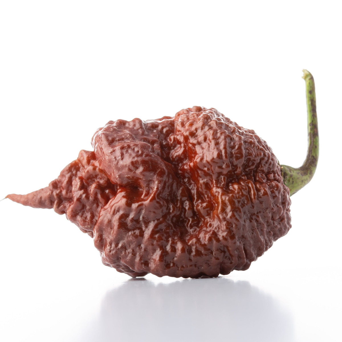 Chilli Carolina Reaper Chocolate - Capsicum chinense - semena chilli - 5 ks