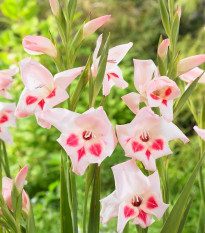 Gladiol nanus Elvira - Gladiolus - hlízy mečíku - 3 ks