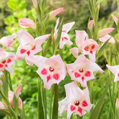 Gladiol nanus Elvira - Gladiolus - hlízy mečíku - 3 ks