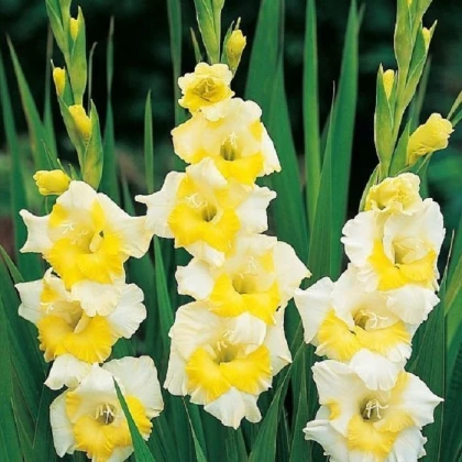 Gladiol Buggy - Gladiolus - hlízy mečíku - 3 ks