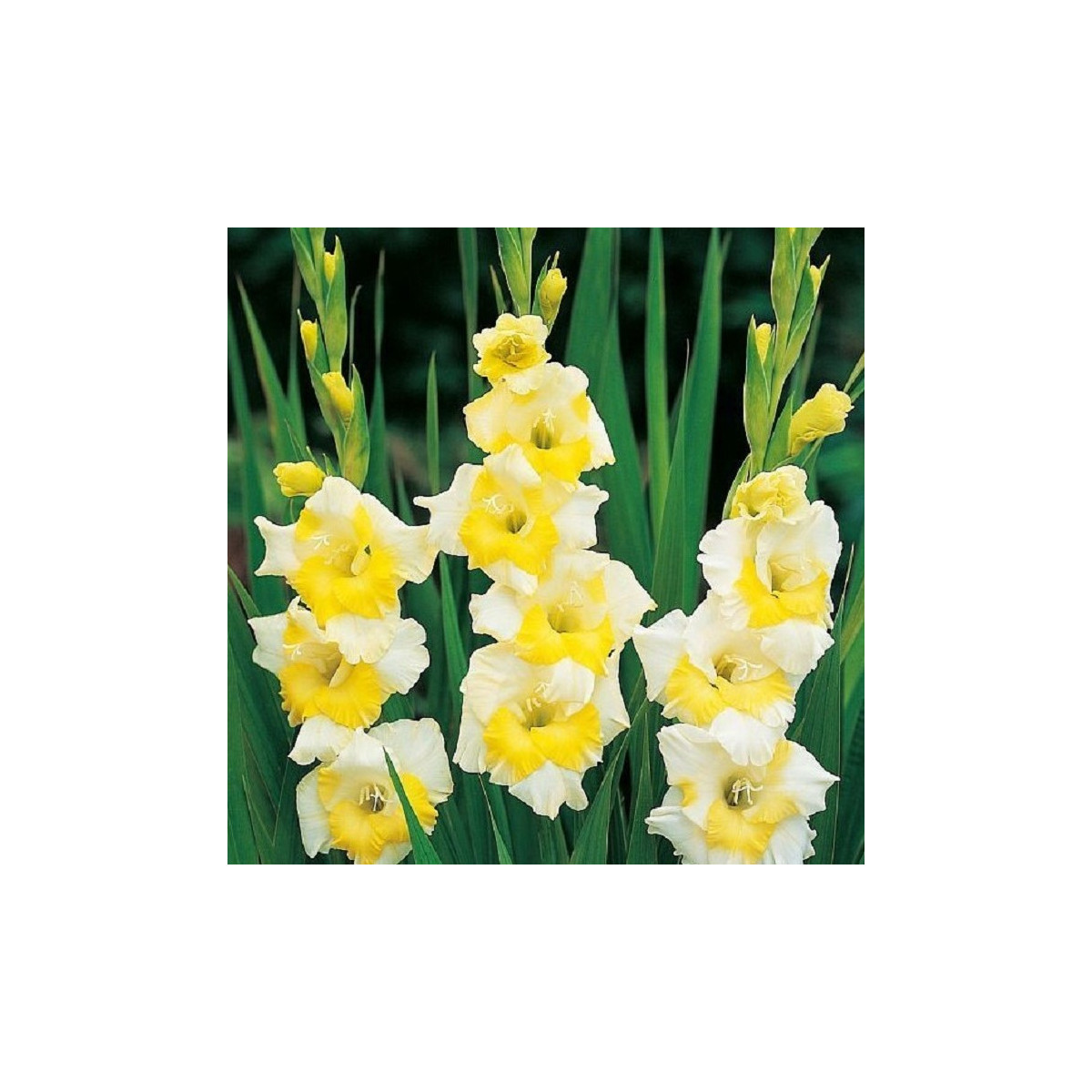 Gladiol Buggy - Gladiolus - hlízy mečíku - 3 ks