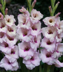 Gladiol Venezia - Gladiolus - hlízy mečíku - 3 ks