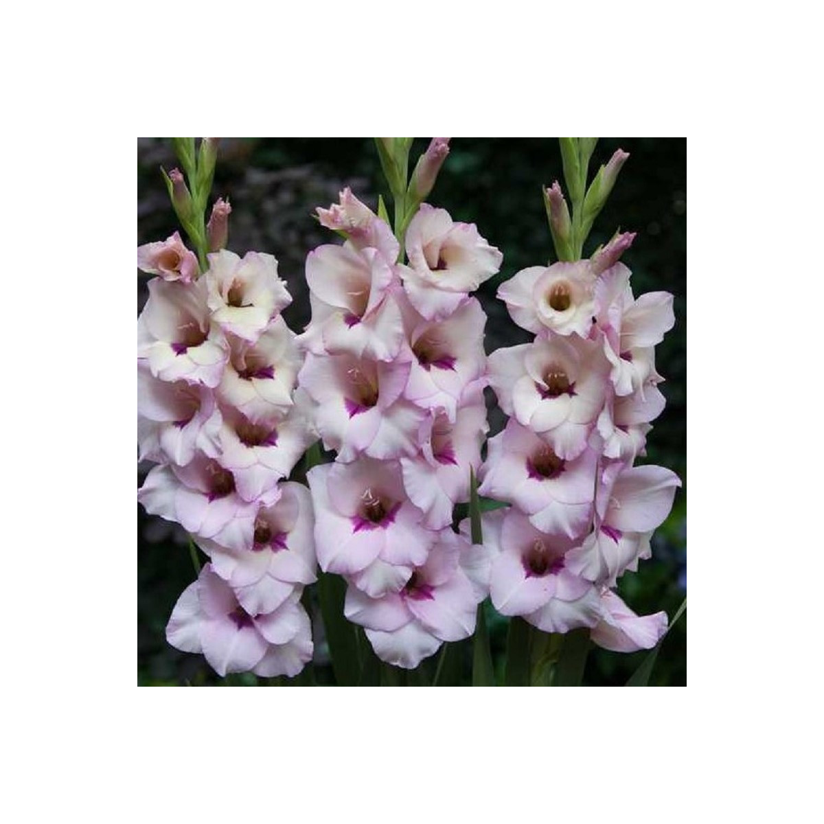 Gladiol Venezia - Gladiolus - hlízy mečíku - 3 ks