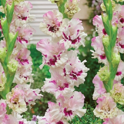 Gladiol Dreamy Creamy - Gladiolus - hlízy mečíku - 3 ks