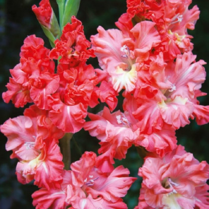 Gladiol You Two Frizzle - Gladiolus - hlízy mečíku - 3 ks
