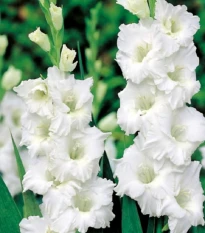 Gladiol Snowy Ruffle - Gladiolus - hlízy mečíku - 3 ks