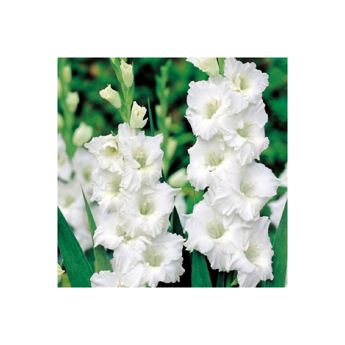 Gladiol Snowy Ruffle - Gladiolus - hlízy mečíku - 3 ks