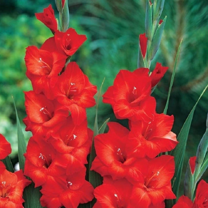 Gladiol Mascagni - Gladiolus - hlízy mečíku - 3 ks
