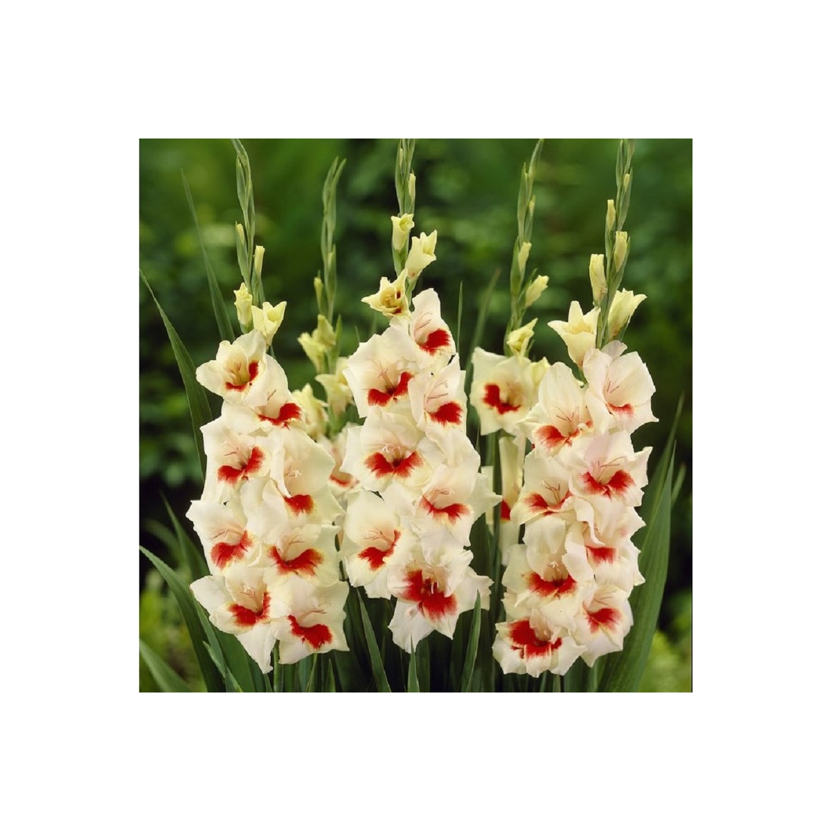 Gladiol Ajax - Gladiolus - hlízy mečíku - 3 ks