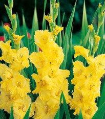 Mieczyk Yellow Frans - Gladiolus - cebule mieczyka - 3 szt.