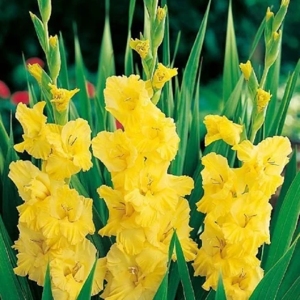 Mieczyk Yellow Frans - Gladiolus - cebule mieczyka - 3 szt.