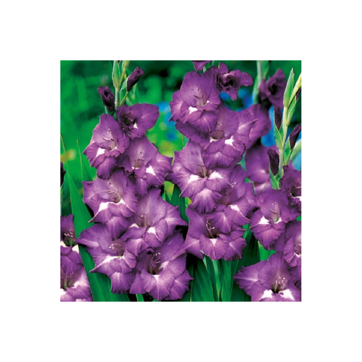 Gladiol Blue Isle - Gladiolus - hlízy mečíku - 3 ks