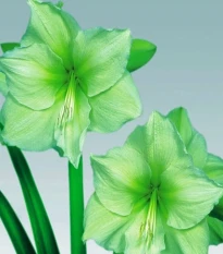 Hvězdník Limona - Hippeastrum - cibule hvězdníku - 1 ks