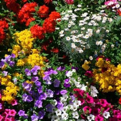 Letničky na balkón - směs letniček - semena - 0,9 g