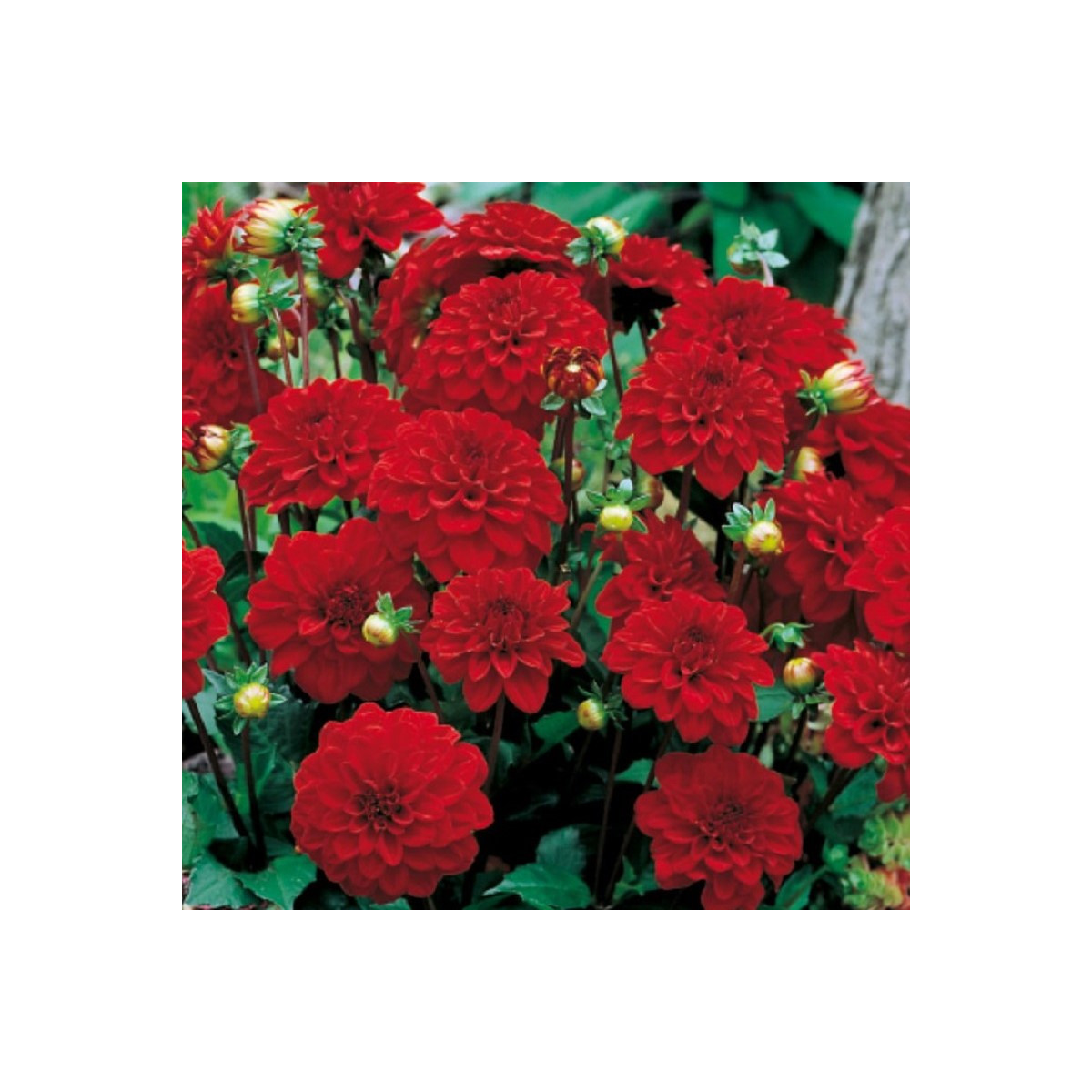 Jiřinka Singer - Dahlia - hlízy jiřinky - 1 ks