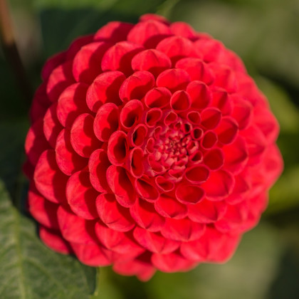 Jiřinka Singer - Dahlia - hlízy jiřinky - 1 ks