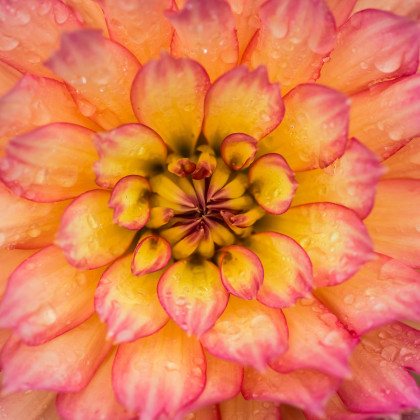 Jiřinka Pablo - Dahlia - hlízy jiřinky - 1 ks