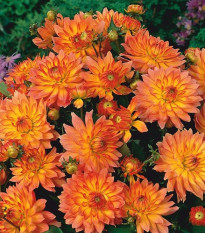 Jiřinka Pablo - Dahlia - hlízy jiřinky - 1 ks