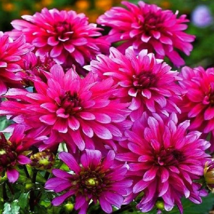 Jiřinka Art Nouveau - Dahlia - hlízy jiřinky - 1 ks