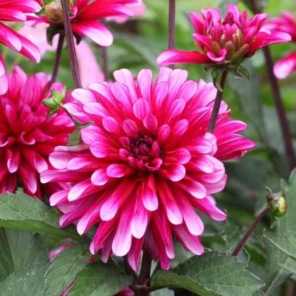 Jiřinka Art Nouveau - Dahlia - hlízy jiřinky - 1 ks