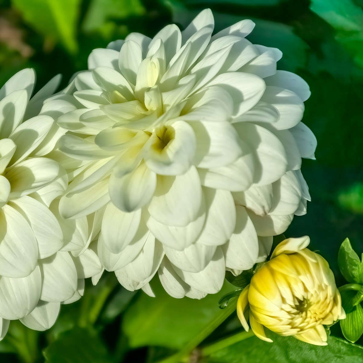 Jiřinka Art Fair - Dahlia - hlízy jiřinky - 1 ks