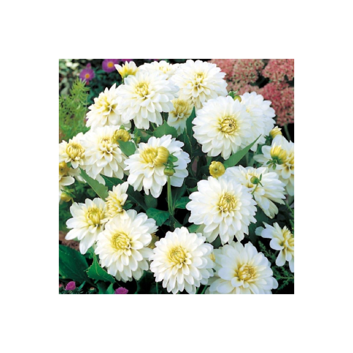 Jiřinka Art Fair - Dahlia - hlízy jiřinky - 1 ks