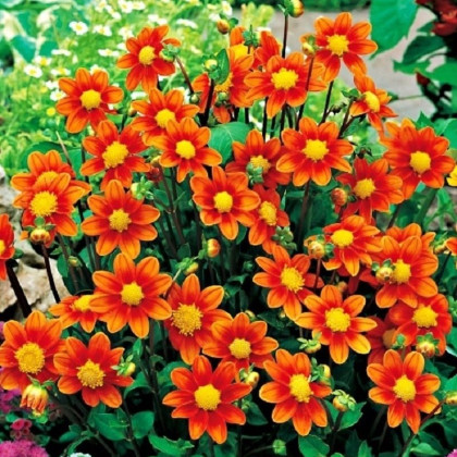 Jiřinka Topmix oranžová - Dahlia - hlízy jiřinky - 1 ks