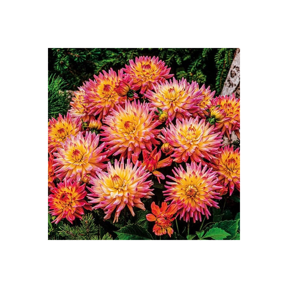 Jiřinka Melody Gipsy - Dahlia - hlízy jiřinky - 1 ks