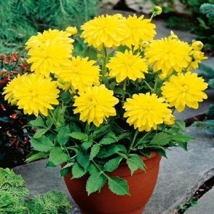 Jiřinka Melody Latin - Dahlia - hlízy jiřinky - 1 ks