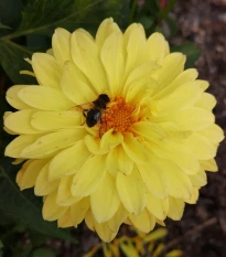 Jiřinka Melody Latin - Dahlia - hlízy jiřinky - 1 ks