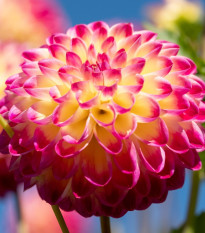 Jiřinka Hapet Daydream - Dahlia - hlízy jiřinky - 1 ks