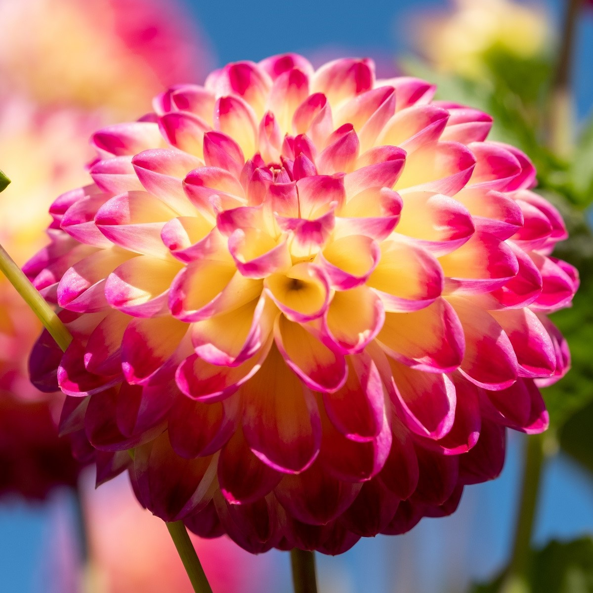 Jiřinka Hapet Daydream - Dahlia - hlízy jiřinky - 1 ks