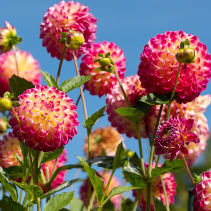 Jiřinka Hapet Daydream - Dahlia - hlízy jiřinky - 1 ks