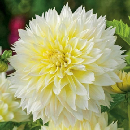Jiřinka Canary Fubuki - Dahlia - hlízy jiřinky - 1 ks