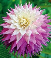 Jiřinka Sir Alf Ramsey - Dahlia - hlízy jiřinky - 1 ks