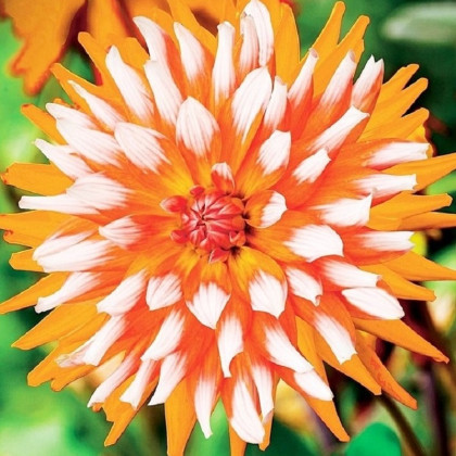 Jiřinka Orange Turmoil - Dahlia - hlízy jiřinky - 1 ks