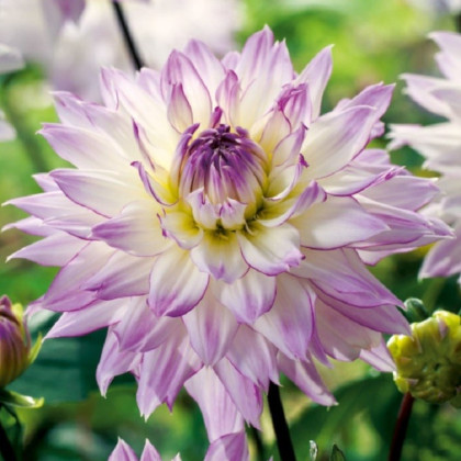 Jiřinka Crazy Love - Dahlia - hlízy jiřinky - 1 ks