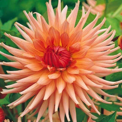 Jiřinka Preference - Dahlia - hlízy jiřinky - 1 ks