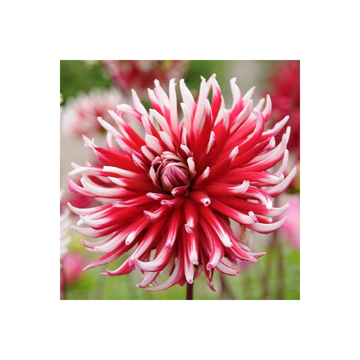 Jiřinka Frigoulet - Dahlia - hlízy jiřinky - 1 ks