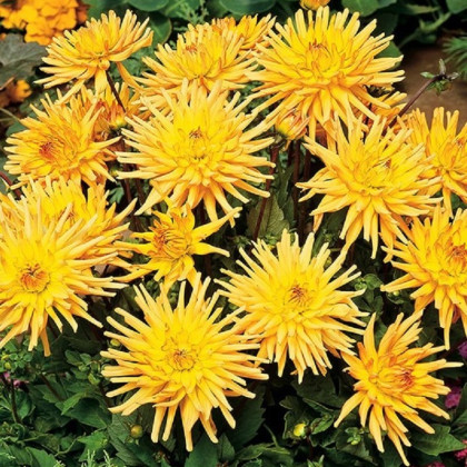 Jiřinka Garden Princess - Dahlia - hlízy jiřinky - 1 ks