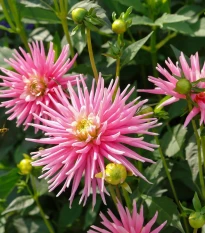 Jiřinka Park Princess - Dahlia - hlízy jiřinky - 1 ks