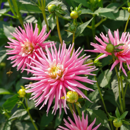 Jiřinka Park Princess - Dahlia - hlízy jiřinky - 1 ks