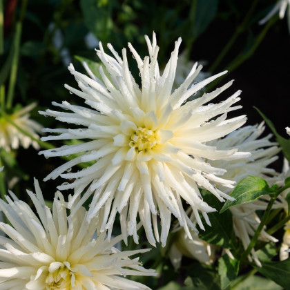 Jiřinka Playa Blanca - Dahlia - hlízy jiřinky - 1 ks