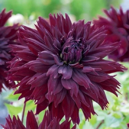 Jiřinka Black Touch - Dahlia - hlízy jiřinky - 1 ks
