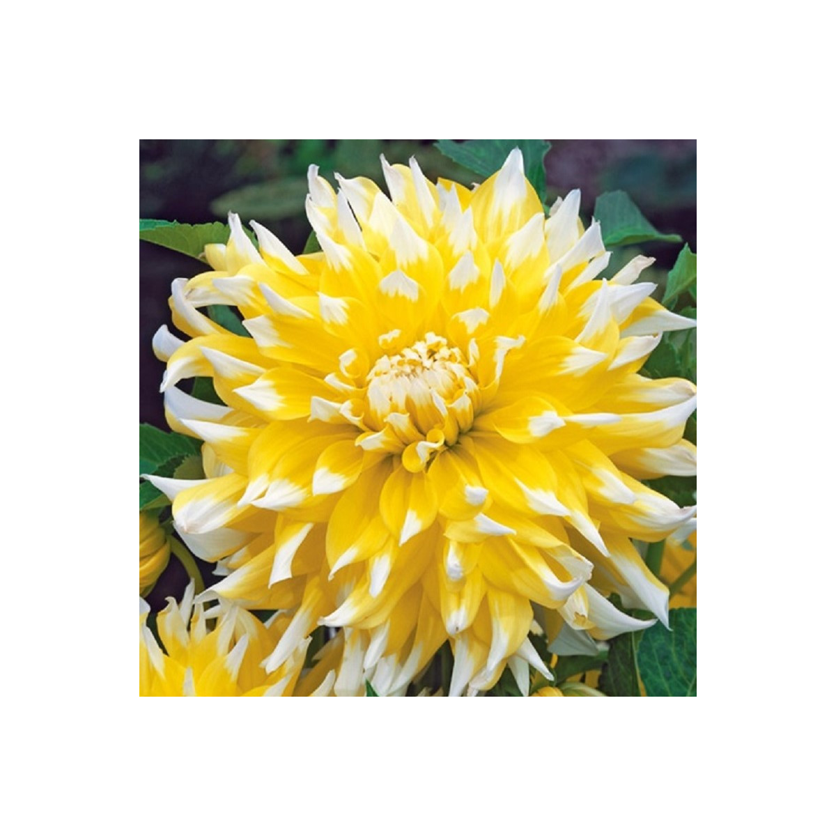 Jiřinka Grand Prix - Dahlia - hlízy jiřinky - 1 ks