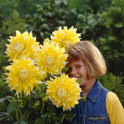 Jiřinka Grand Prix - Dahlia - hlízy jiřinky - 1 ks