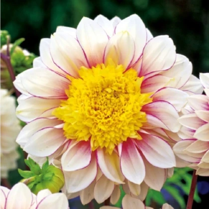 Jiřinka Polka - Dahlia - hlízy jiřinky - 1 ks