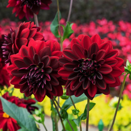 Jiřinka Arabian Night - Dahlia - hlízy jiřinky - 1 ks