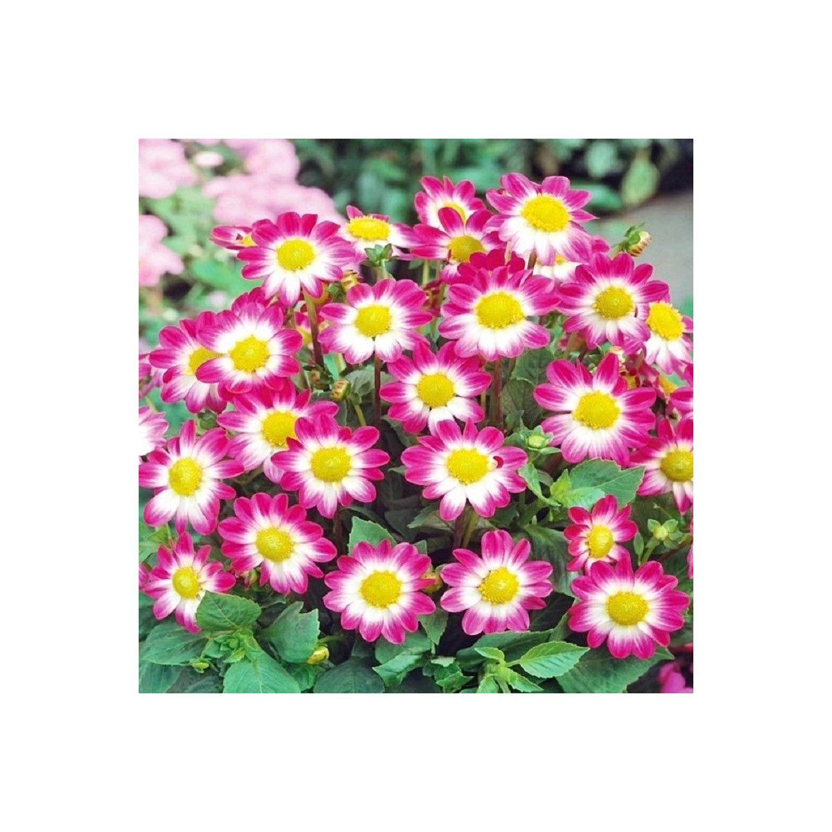 Jiřinka Sweetheart - Dahlia - cibuloviny - 1 ks